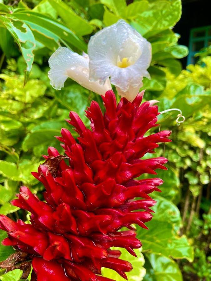 Flor De La Selva Apartment Puerto Narino Ngoại thất bức ảnh