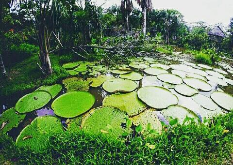 Flor De La Selva Apartment Puerto Narino Ngoại thất bức ảnh